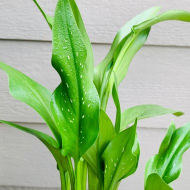 Zantedeschia rehmannii