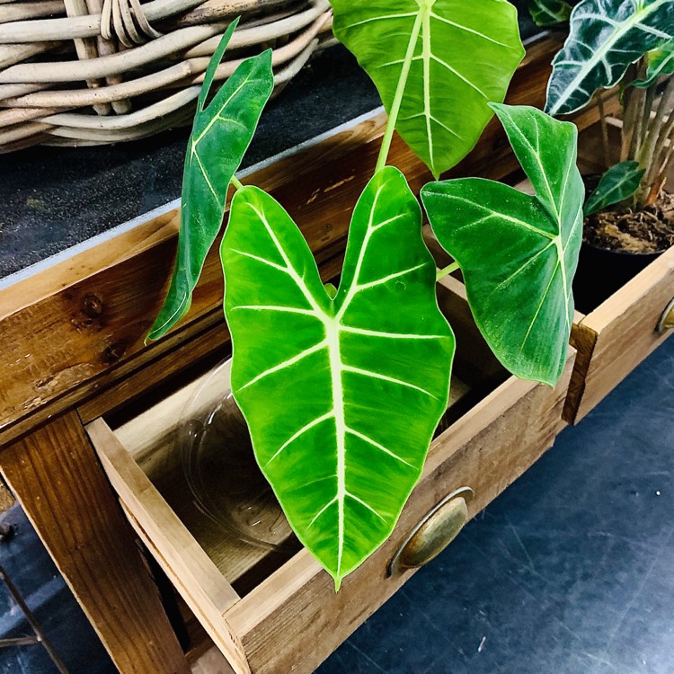 Plant image Alocasia Micholitziana 'Frydek'