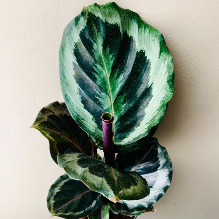 Plant image Calathea Sanderiana 'Julia'