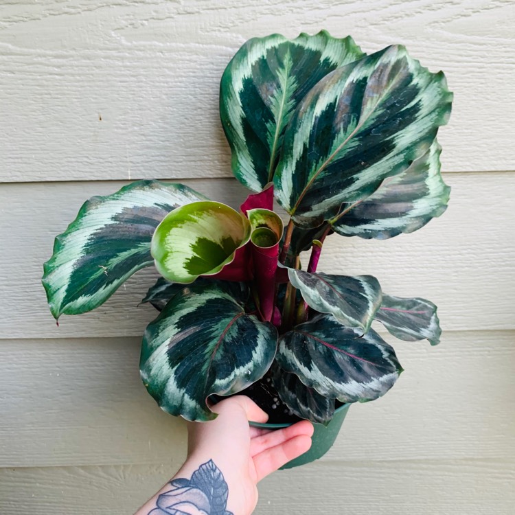 Plant image Calathea Sanderiana 'Julia'