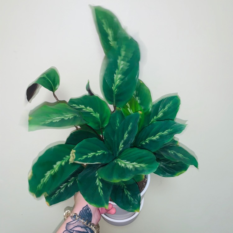 Plant image Calathea 'Maui Queen'