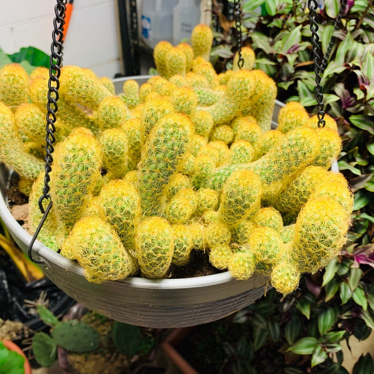 Plant image Mammillaria elongata