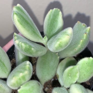 Cotyledon tomentosa Variegata