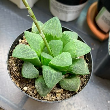 Haworthia Emelyae