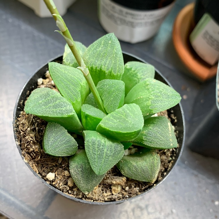 Plant image Haworthia Emelyae