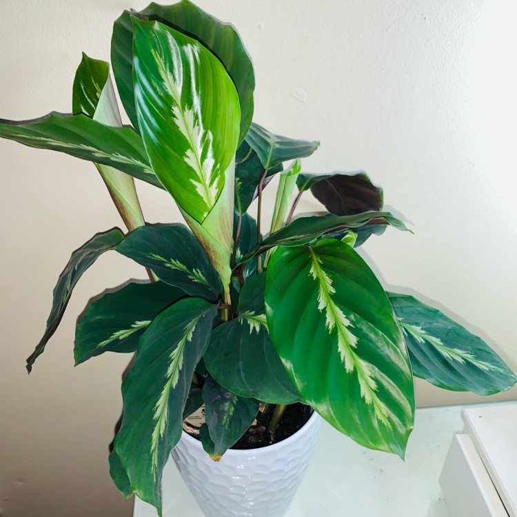 Plant image Calathea 'Maui Queen'