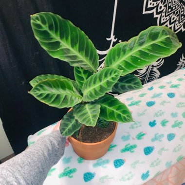 Calathea warscewiczii