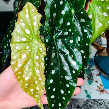 Begonia Maculata 'Wightii'