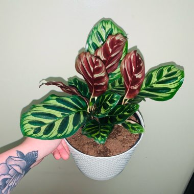 Calathea 'Makoyana'