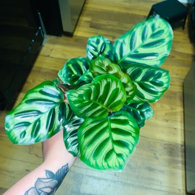 Calathea 'Makoyana'