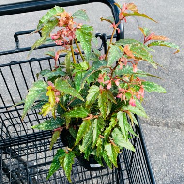 Begonia