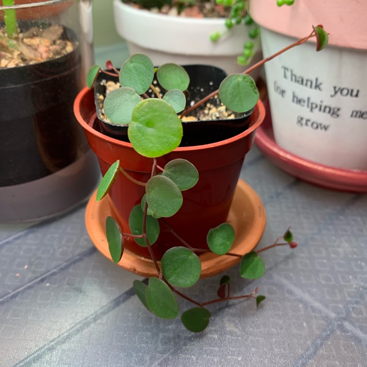 Plant image Peperomia 'Ruby Cascade'