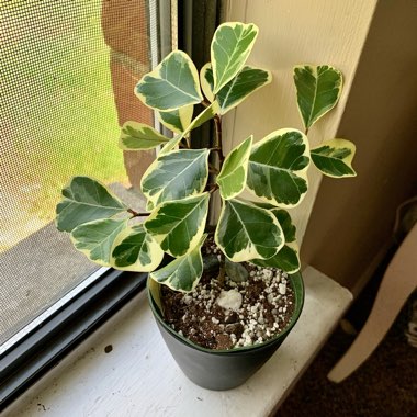 Ficus Triangularis 'Variegata'