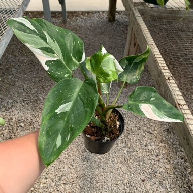 Philodendron 'White Princess'