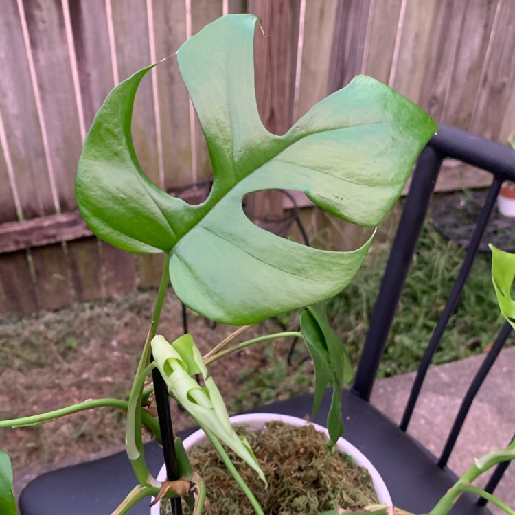 Plant image Rhaphidophora tetrasperma syn. Philodendron 'Piccolo', Philodendron 'Ginny', Monstera 'Minima', Philodendron 'Minima'