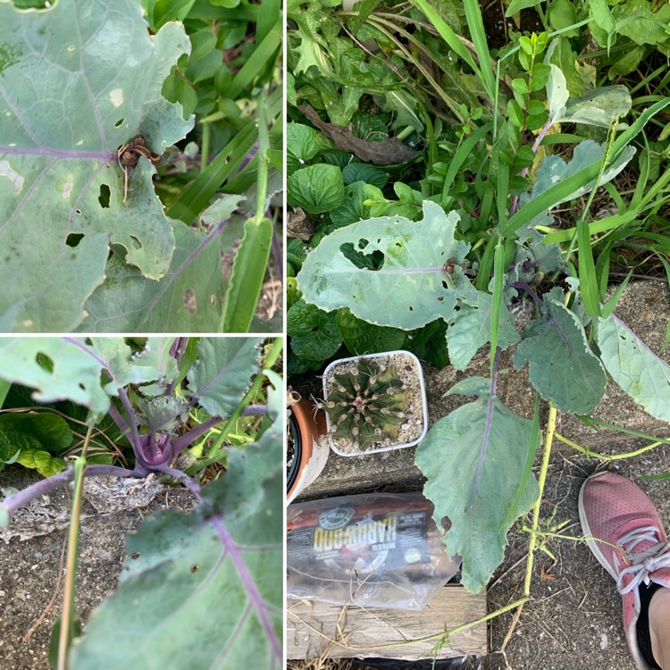 Plant image Brassica oleracea (Gongylodes Group) 'Early Purple Vienna' syn. Brassica oleracea (Gongylodes Group) 'Purple Vienna'