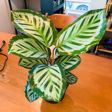 Calathea