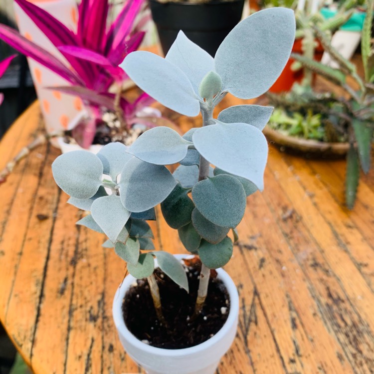 Plant image Kalanchoe Hildebrandtii