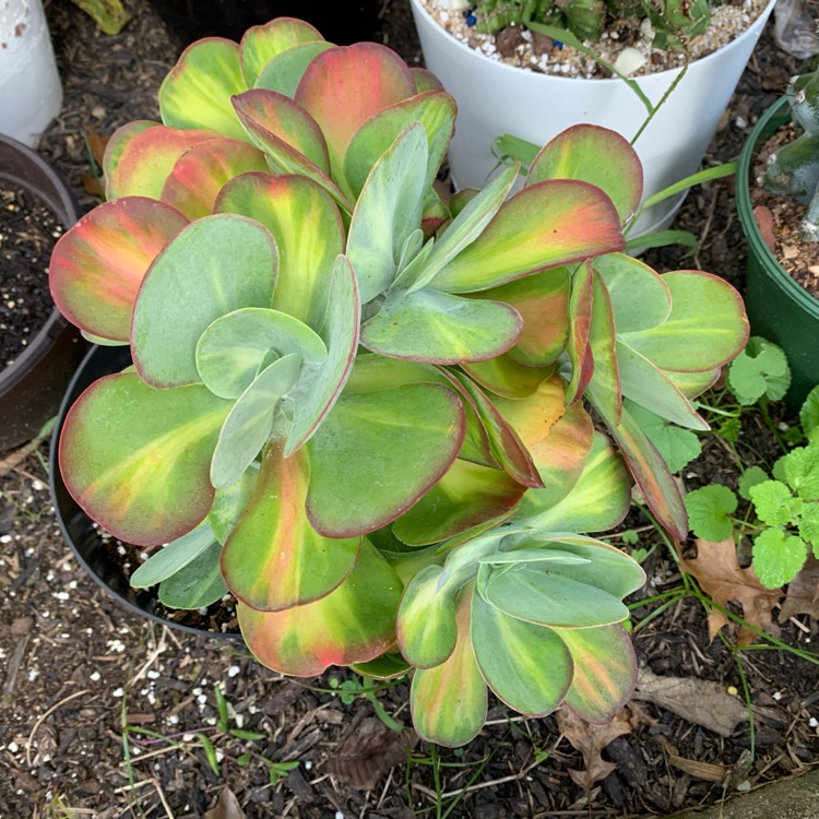 Plant image Kalanchoe Luciae 'Fantastic'