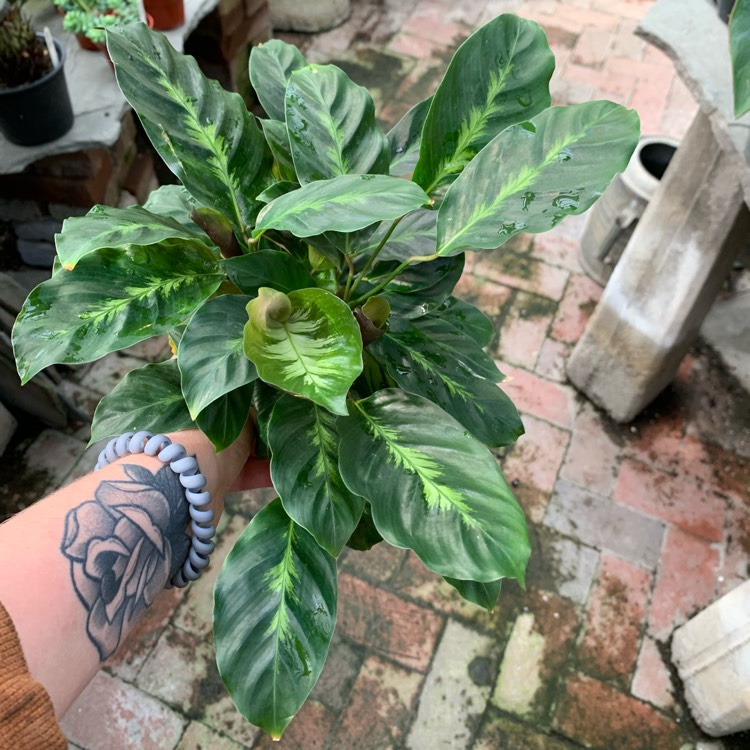 Plant image Calathea 'Maui Queen'