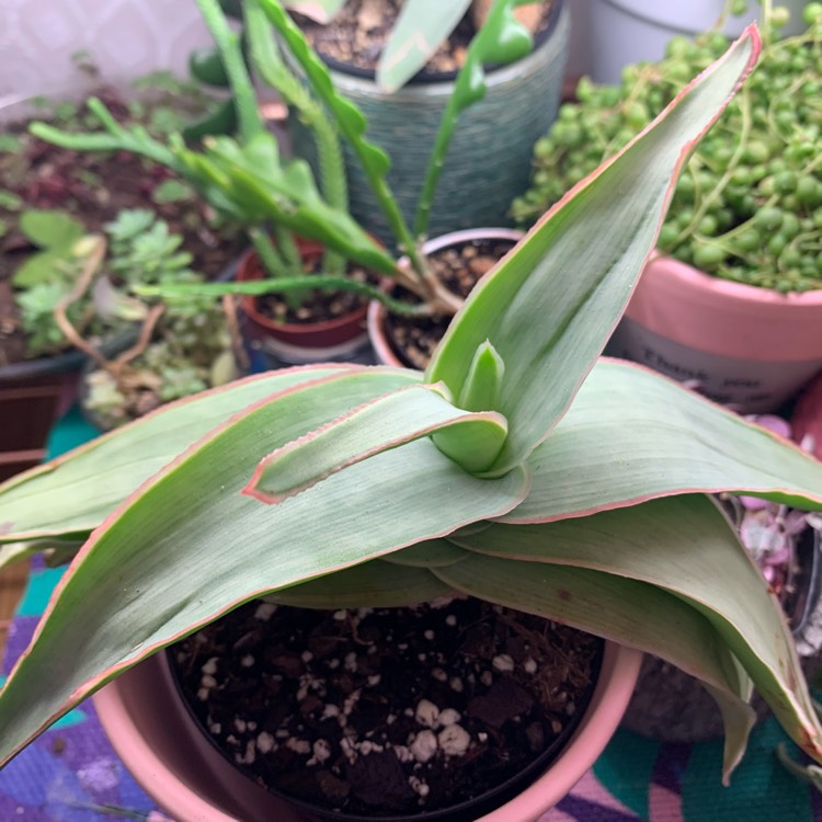 Plant image Aloe Striata