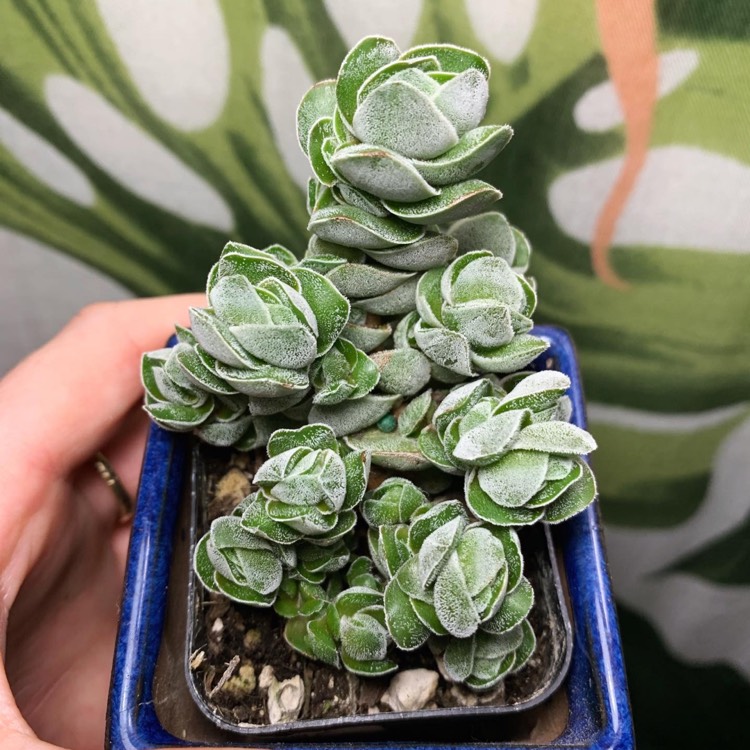 Plant image Crassula pangolin