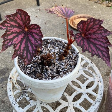 Begonia (Rex Cultorum Group)  syn. Begonia rex