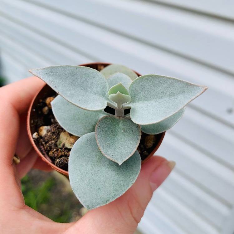 Plant image Kalanchoe Hildebrandtii