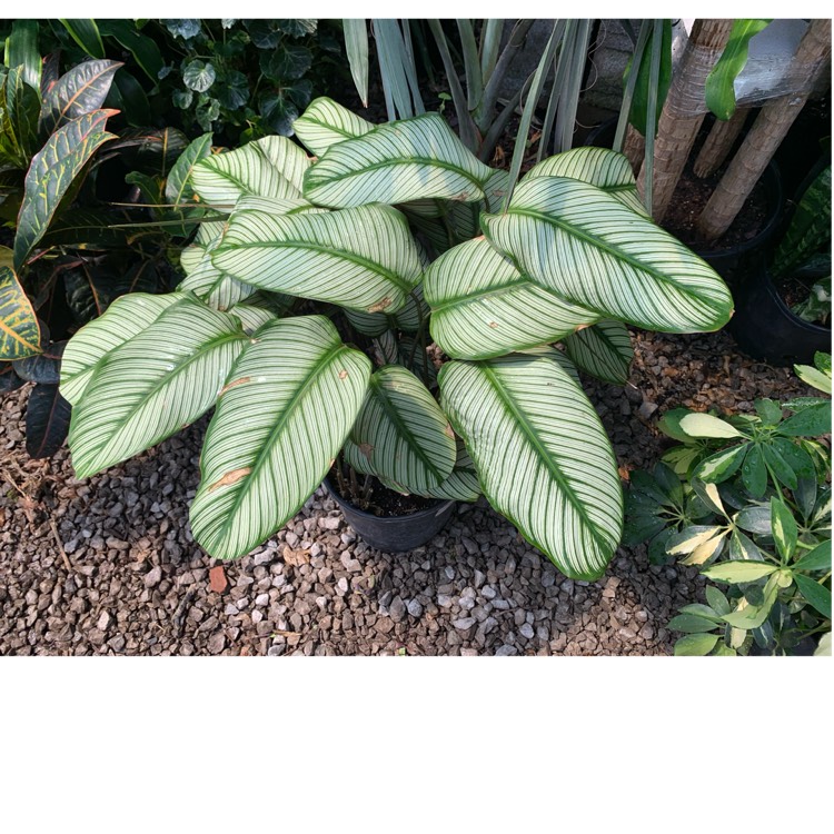 Plant image Calathea 'Whitestar'