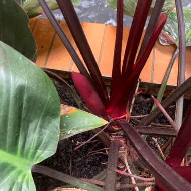 Philodendron 'Rojo Congo' syn. Philodendron 'Congo Rojo', Philodendron 'Red Congo'