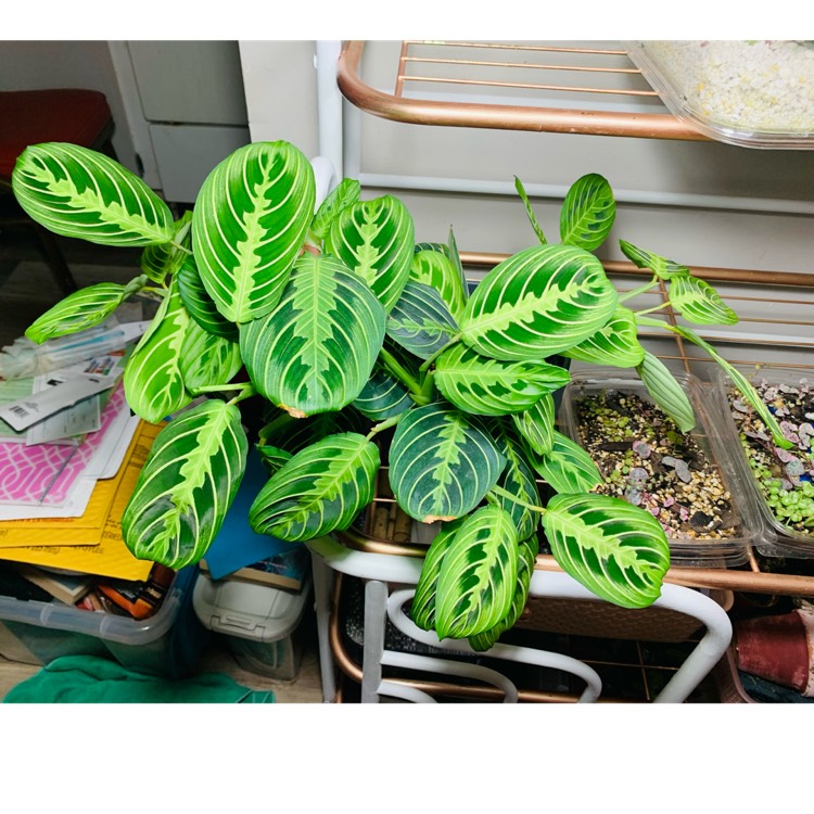 Plant image Maranta Leuconeura var. Erythroneura 'Lemon Lime'