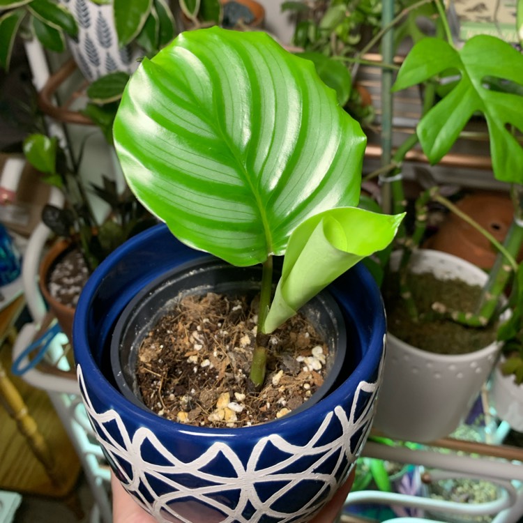 Plant image Calathea Orbifolia