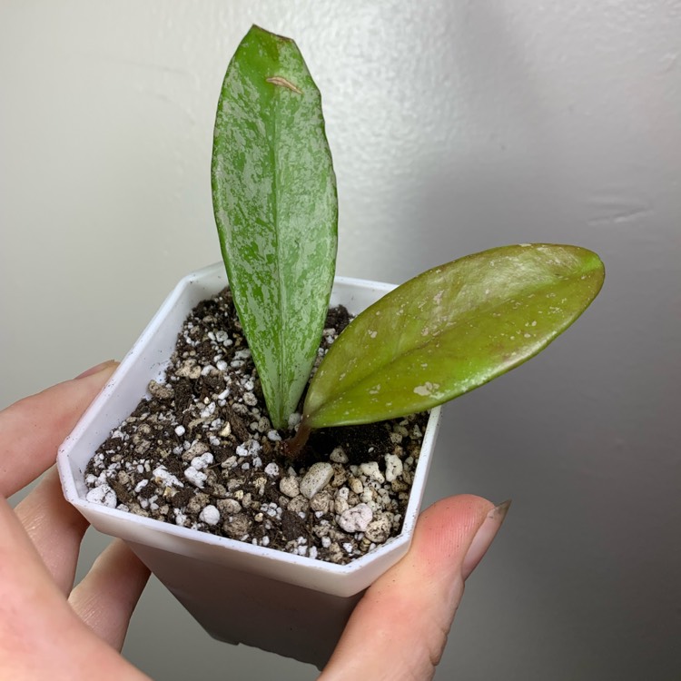 Plant image Hoya Pubicalyx