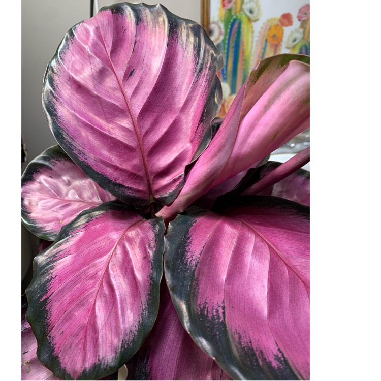 Plant image Calathea Roseopicta 'Rosy'