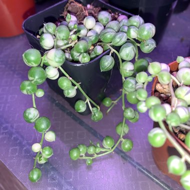 Senecio rowleyanus variegata