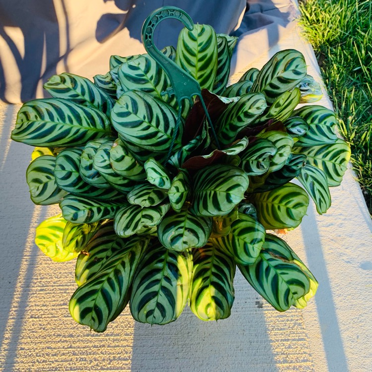 Plant image Calathea 'Burle Marxii'