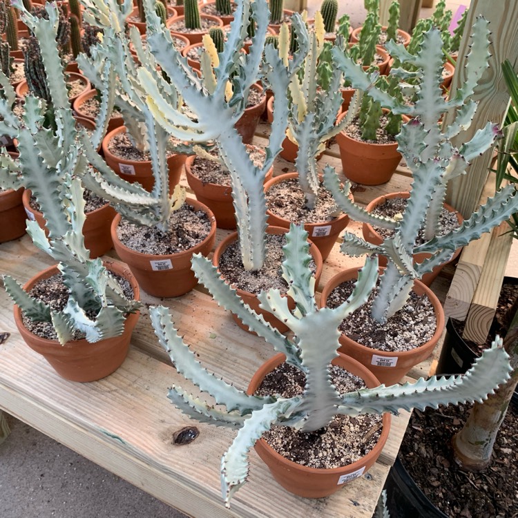 Plant image Euphorbia lactea 'White Ghost'