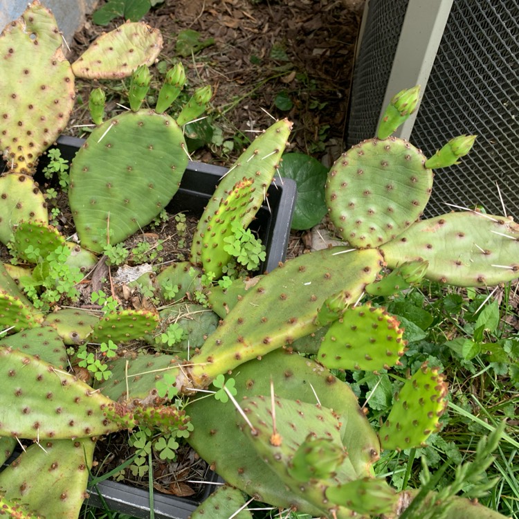 Plant image Opuntia humifusa