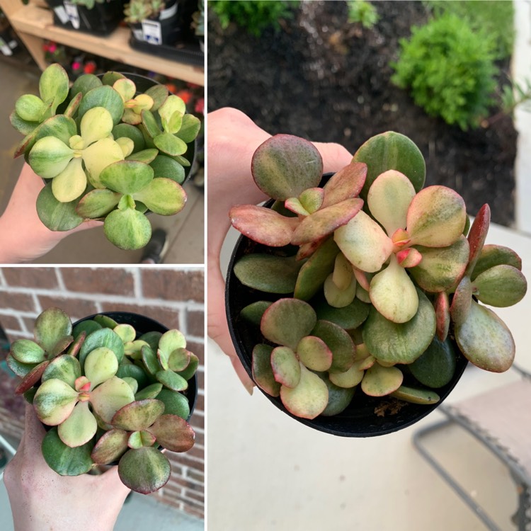 Plant image Crassula Variegata