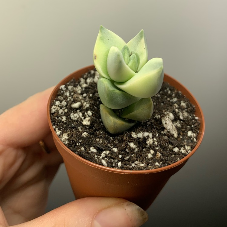 Plant image Crassula Moonglow Variegata