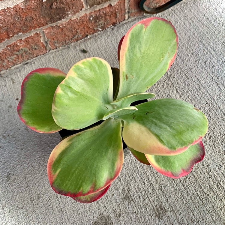 Plant image Kalanchoe Luciae 'Fantastic'