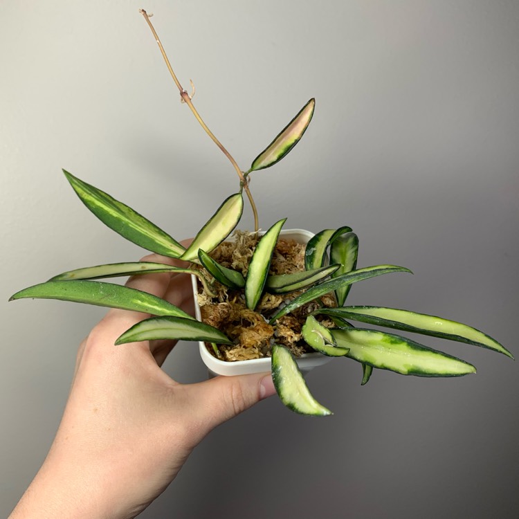 Plant image Hoya Wayettii Variegata 