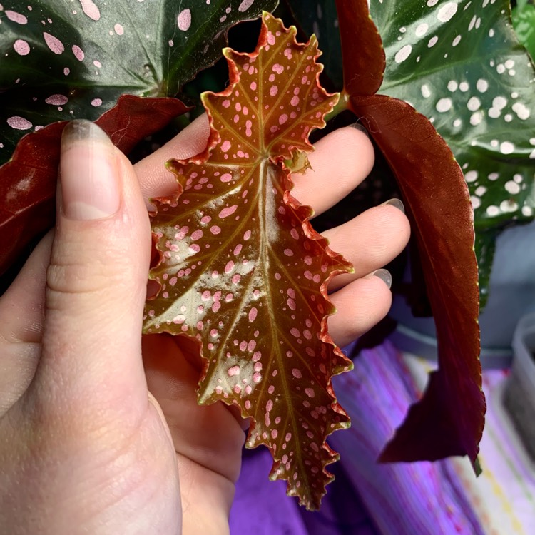 Plant image Begonia 'Cracklin' Rosie'