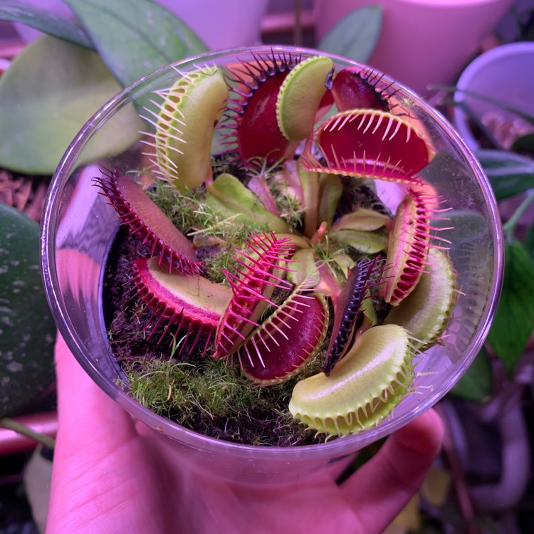 Dionaea muscipula, Venus Fly Trap - uploaded by @addi1618