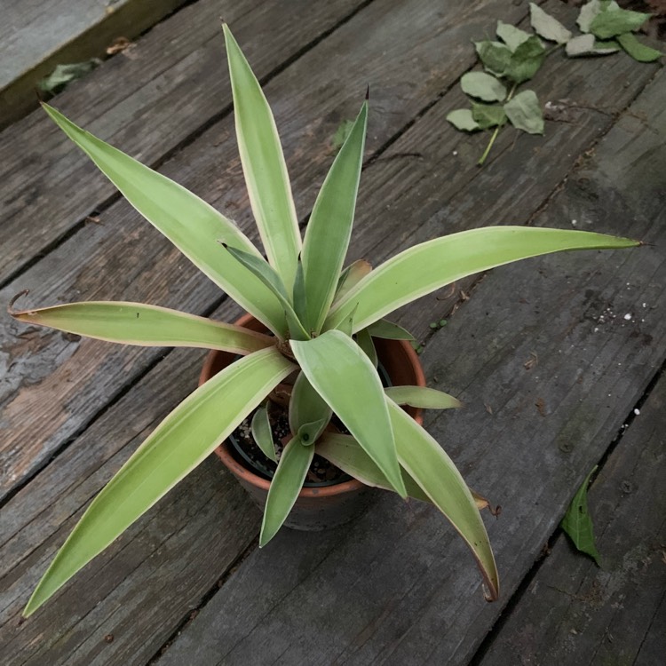 Plant image Agave desmettiana Variegata