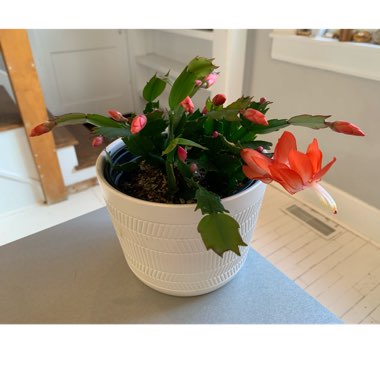 Zygocactus,Thanksgiving Cactus