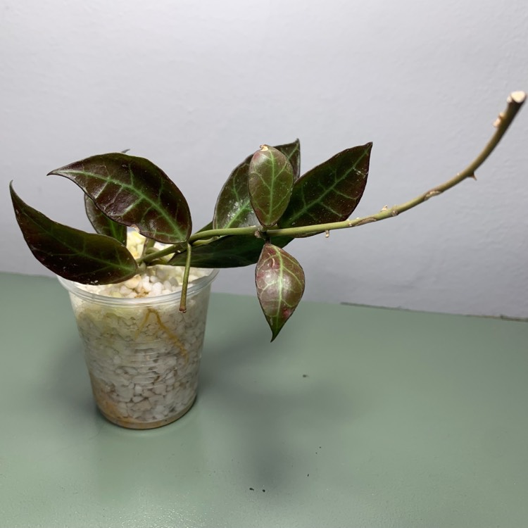 plant image 1729144