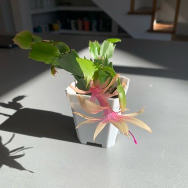 Zygocactus,Thanksgiving Cactus