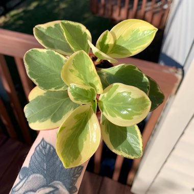 Baby Rubber Plant 'Variegata'