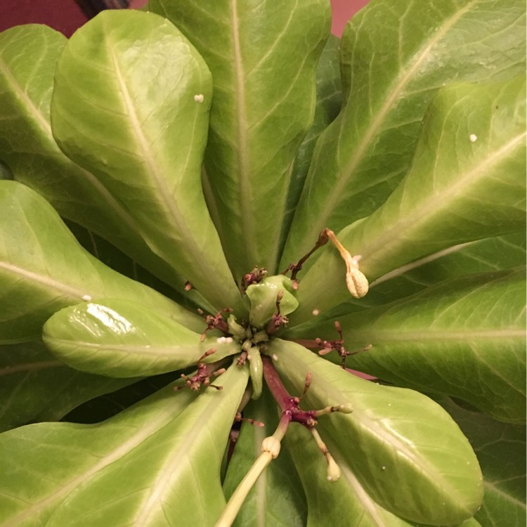 Plant image Brighamia insignis